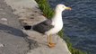 Ptice Hrvatske - Galeb klaukavac (Larus cacchinans) (Birds of Croatia - Yellow-legged Gull) (2/3)