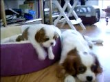Blenheim Cavalier King Charles Spaniel puppies