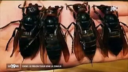 Alerte !, Frelons Géants Attaquent.