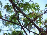 Bird vs. Wild: Baby Chickadees Taking Flight From Cat