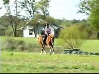 JEFFERY  aka DRAGONFLY - reg. BWP 6 yr. 16.2 by LOTUS T