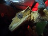 crested gecko care