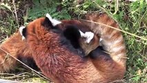 レッサーパンダの授乳~途中で眠くなるココ~Nursing of Red Panda