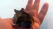 Meet Tuffy a new male field mouse caught this morning