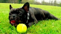 Yoda Bouledogue Français et sa balle de tennis. French Bulldog