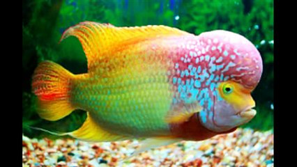 Sejarah dan Asal Muasal Ikan Louhan - Flowerhorn World