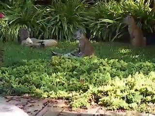Bobcat Kittens Playing in Yard