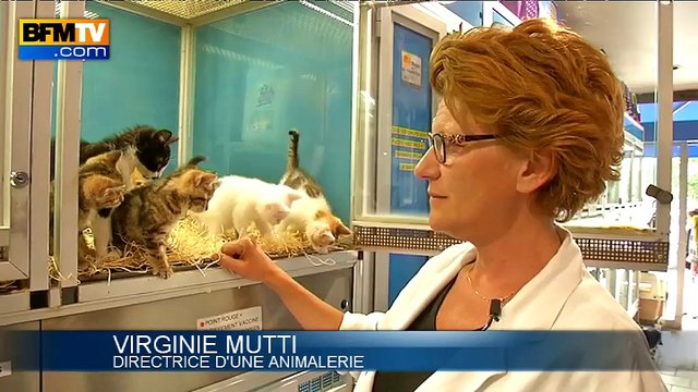 Les Français sont plus chats que chiens