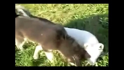 Siberian Husky Brothers-  Gone Wild