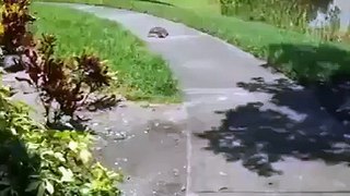 Turtle Run Fast