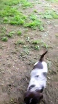 Les petits KORTHALS de Doune des forêts de gascogne et FLASH du bois d'onzion