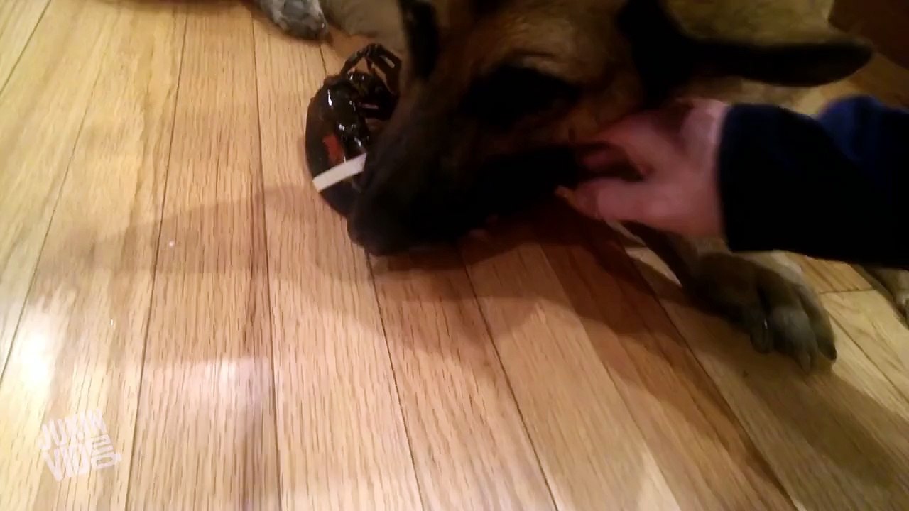 Dog Protects His Best Lobster Friend onwatch dailymotion