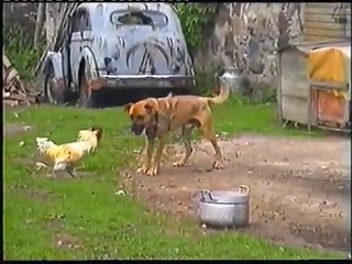 rooster and dog fighting