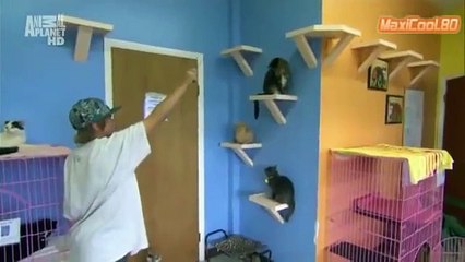 Кошка - Корат