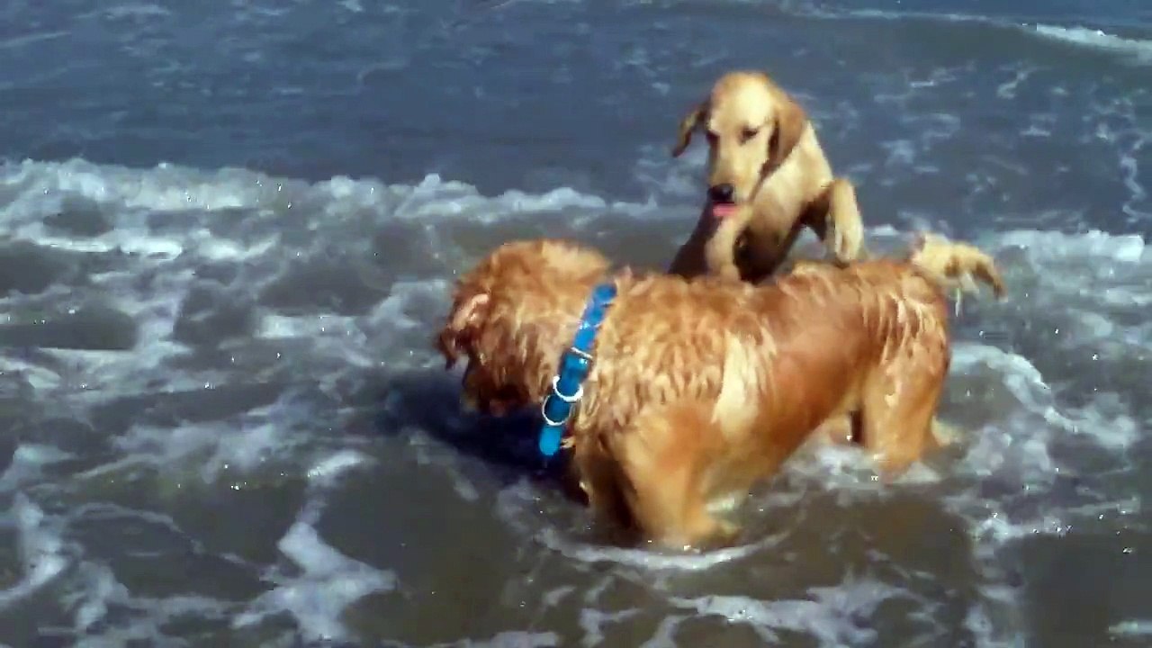Con los perros en la playa