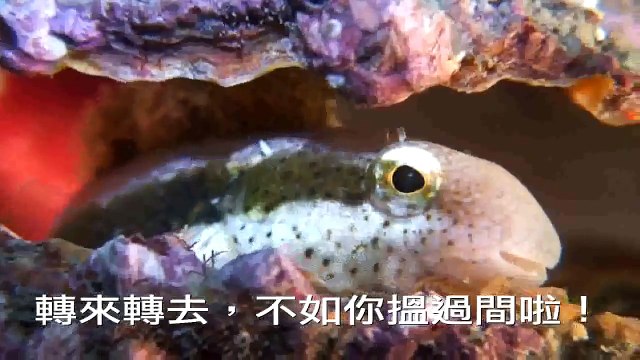 Diving in Hong Kong April 2008