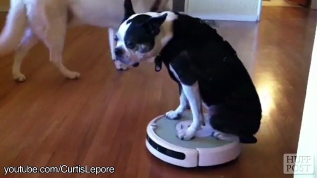 Des animaux se déplacent sur des robots-aspirateurs