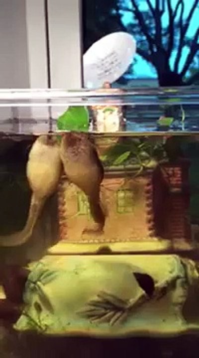 Funny Tadpoles