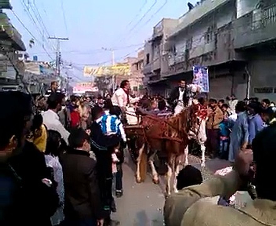 horses