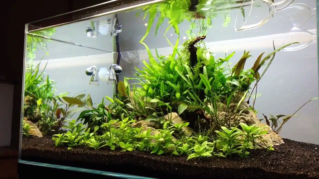 Aquascape - TMC Signature Planted Aquarium - 3 weeks.