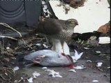 Sparrowhawk eats pigeon