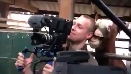 Un cheval distrait un caméraman pendant un interview