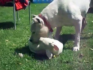 dogo argentino Nido de Cóndores