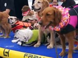 Dog Surfing World Record 14 Dogs on Surfboard Ride