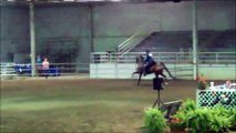 For Sale 3-Gaited Show Pleasure American Saddlebred - Mountainview's Celestial Star