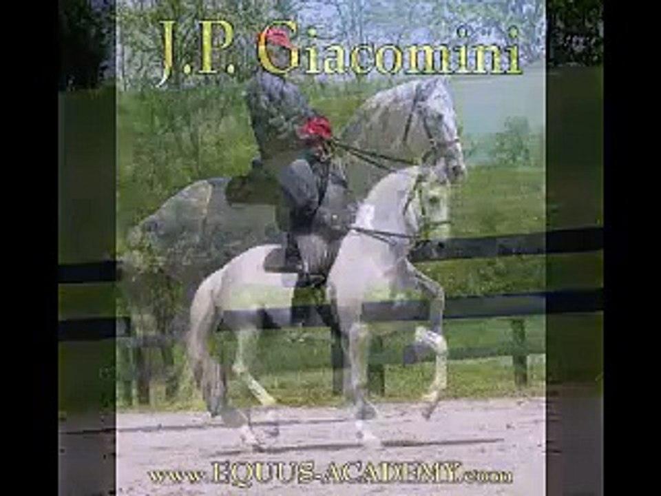 "JP Zica" 3 Year Old Half Lusitano - Half Holsteiner, Classically Trained Mare FOR SALE