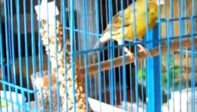 World's Greatest Singing Female Spanish Timbrado Canary