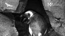 African Penguin Dad, Sidney Feeding His New Chick!