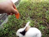Rabbit Eating Carrots. Funny