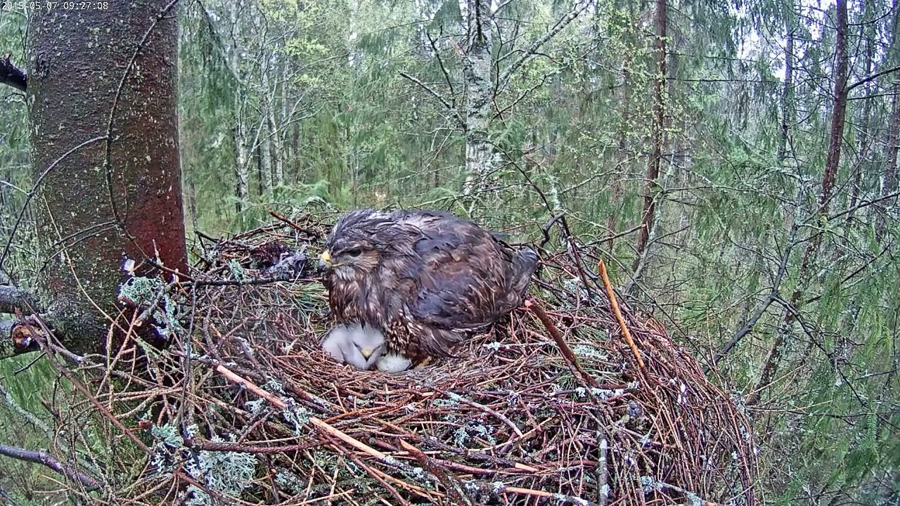 Estonia Buzzard - 2015 -05-07 The third egg is hatching