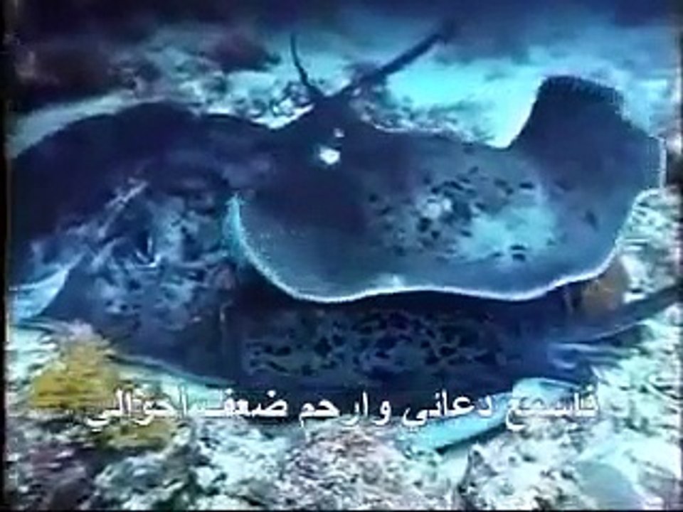 أسامه الأميرـ اليك يا مولاي وجهت آمالي