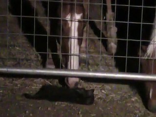 Horse licking and massaging a cat!