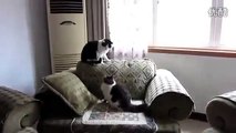 funny cats,funny animals,funny video,cute kittens,kittens,cats,funny cat