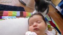 dog and cat funny video cute dog cat baby animal and plant
