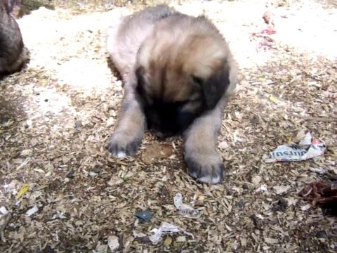 Chiots Léonberg Les Nuits étoilées par le Roy Tatius