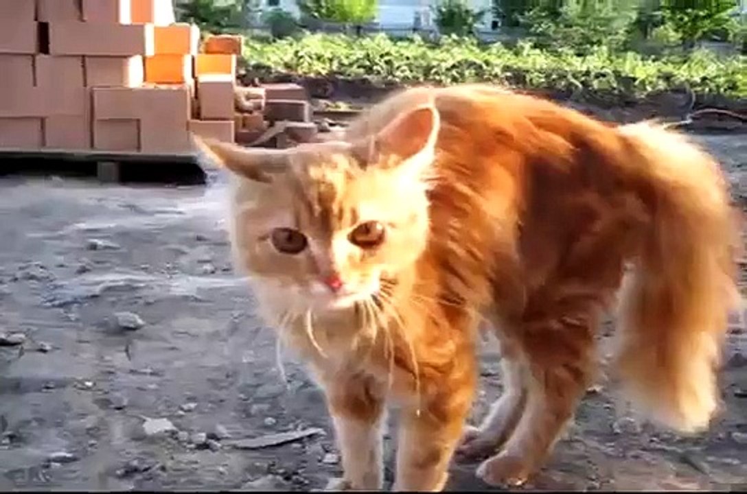 Un chaton contre un rottweiler