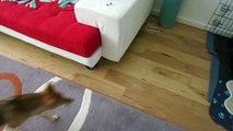 Shiba Inu puppy (10 months) doing awesome tricks