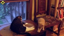 FUNNY VIDEOS  Funny Cats   Funny Cat Videos   Funny Animals   Fail Compilation   Kitten Fails