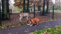 When Crazy Animals Attack   Boxer dog attacks rabid deer behind fence ~ Best Funny Animals 2014