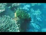 Tauchen Diving Sulawesi Manado Indonesien