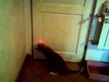 Kot bawi się laserem