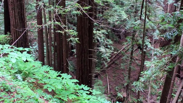 Santa Cruz Mountains Hikes