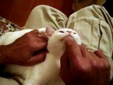 IL gatto bianco Meo in braccio a papà II