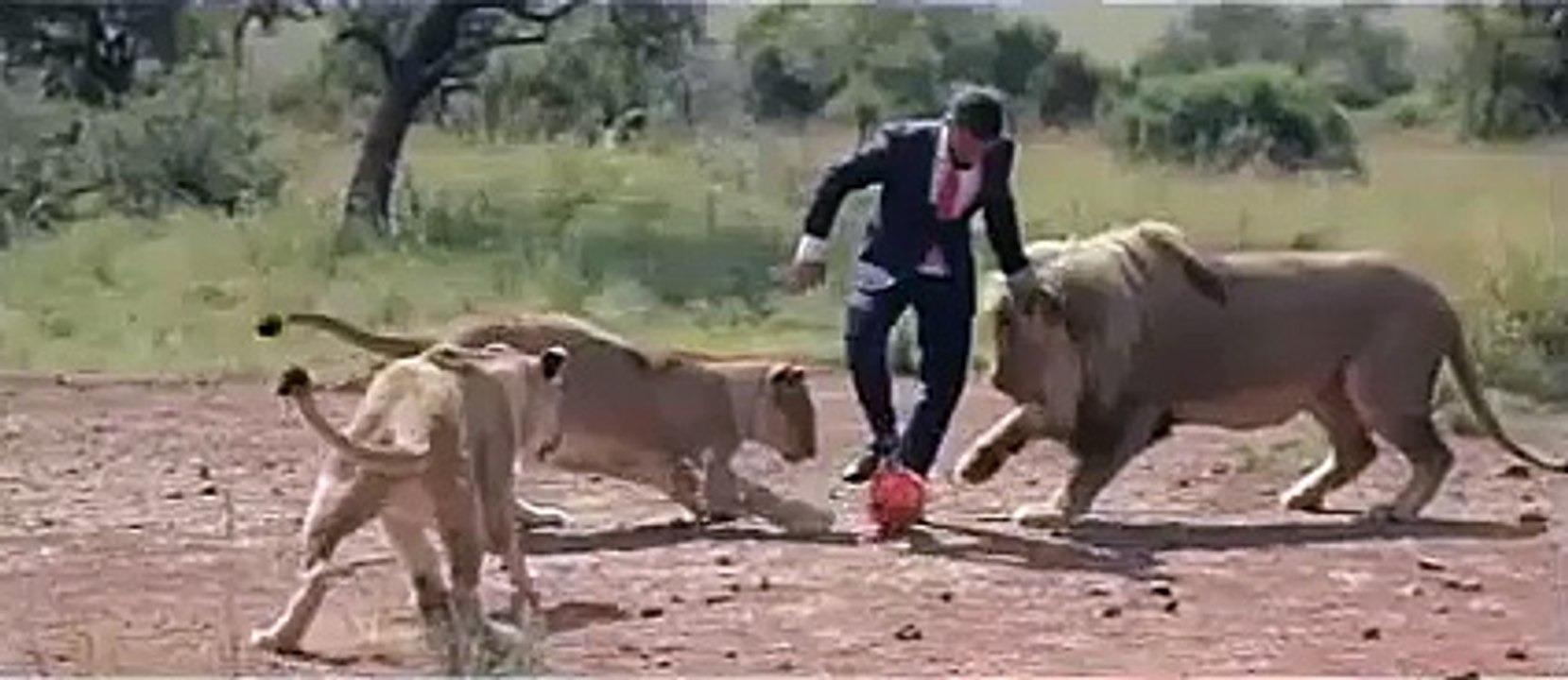 il joue au ballon avec des lions !!!!!!!!!!!!!!!!