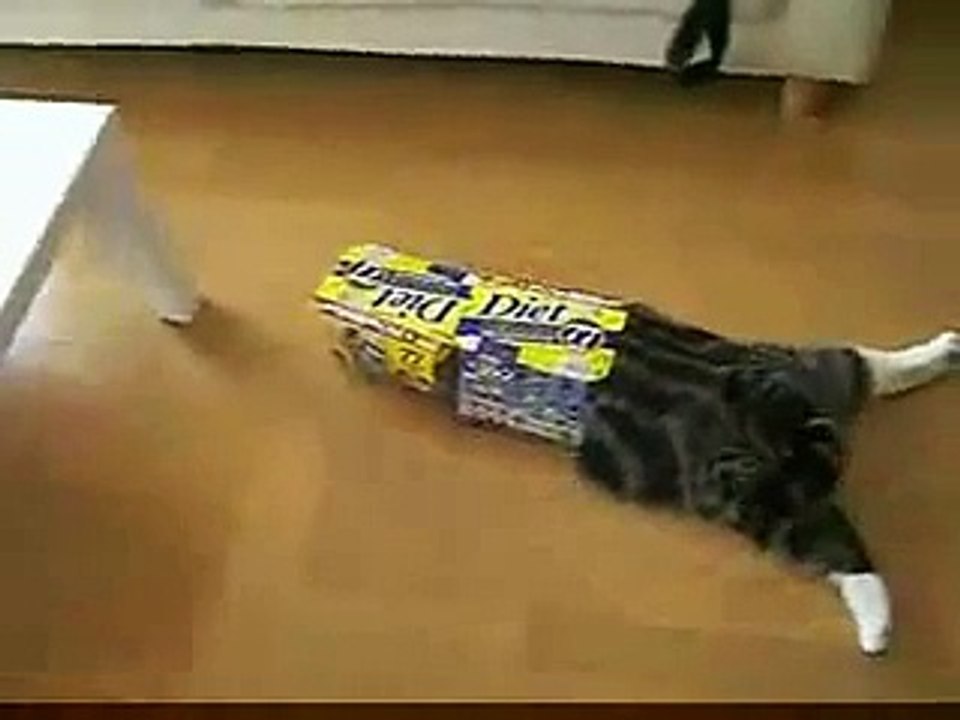 cat nice video