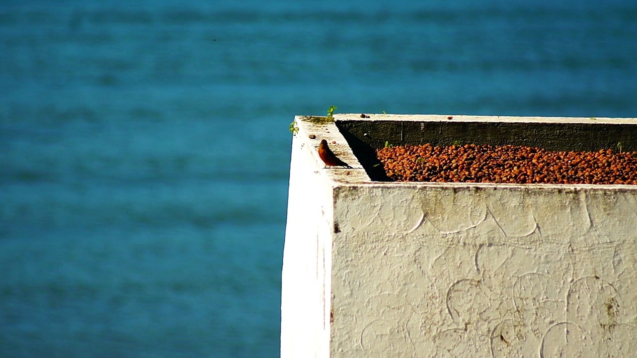 BIRDWATCHING, UBATUBA, SP, BRASIL, 17 DE JUNHO DE 2015, (1)